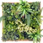 RheaB Wooden Frame EGK004BV004 50*50cm EdenGreen Vertical Green Wall Artificial Hedge Tile RheaB Wooden Frame EGK004BV004 50*50cm EdenGreen Vertical Green Wall Artificial Hedge Tile